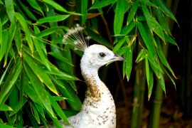 burung-merak 44 senarai